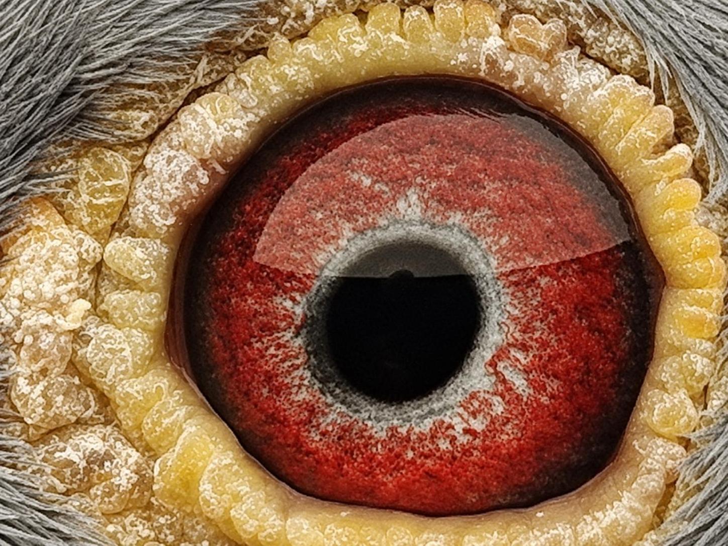 Pigeon eye